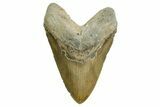 Huge, Fossil Megalodon Tooth - North Carolina #371300-1